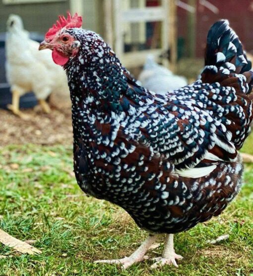 Speckled Sussex