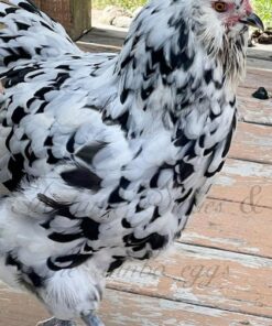 Light Sussex (Mottled Sussex variant) for sale
