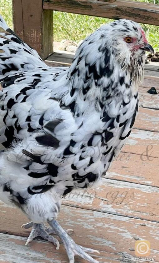 Light Sussex (Mottled Sussex variant) for sale