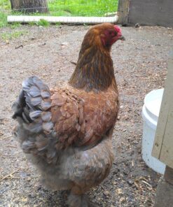 Blue Partridge Brahma for sale