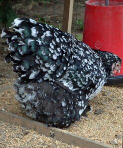 Mottled Cochin for sale