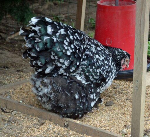 Mottled Cochin for sale