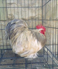 Pekin Bantam for sale