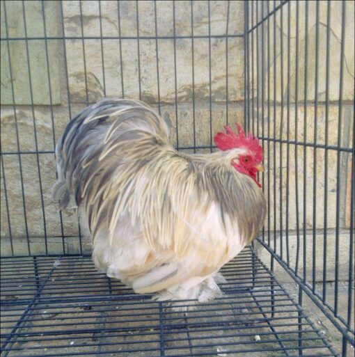 Pekin Bantam for sale