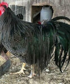 Barred Yokohama for sale