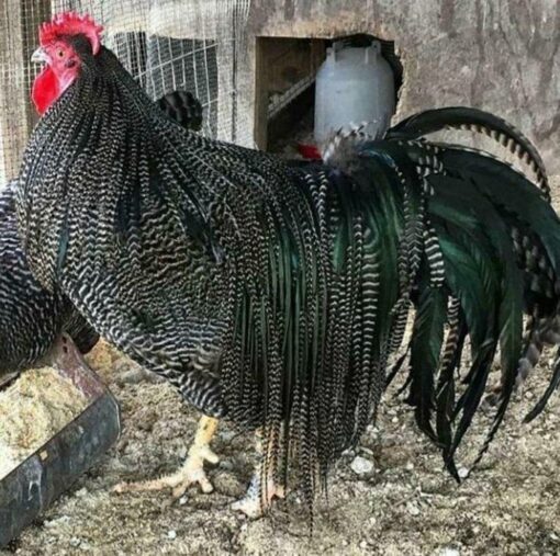 Barred Yokohama for sale