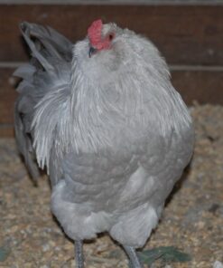 Ameraucana