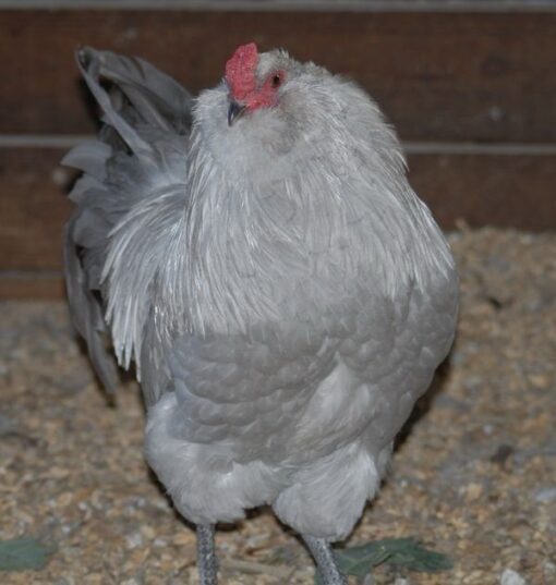 Ameraucana