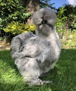 Silkie
