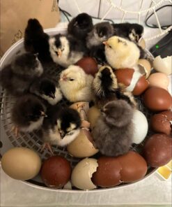 Black Copper Marans & Olive Eggers (Chicks) for sale