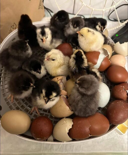 Black Copper Marans & Olive Eggers (Chicks) for sale