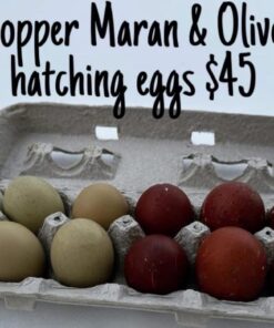 Black Copper Marans & Olive Eggers (Hatching Eggs)