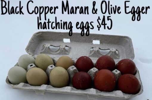 Black Copper Marans & Olive Eggers (Hatching Eggs)