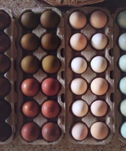 Marans Dark chocolate brown eggs for sale