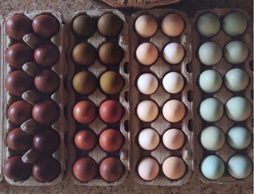 Marans Dark chocolate brown eggs for sale