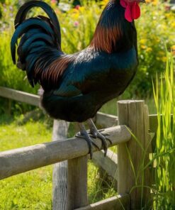 Black Copper Marans